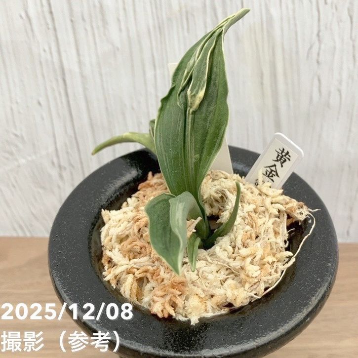 現品お届け】豊明園 万年青 オモト 黄金錦 陶器鉢（O19）｜観葉10-TU