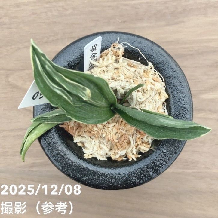 青い鳥 万年青鉢用金枠 豊明園 / おもと特製金枠