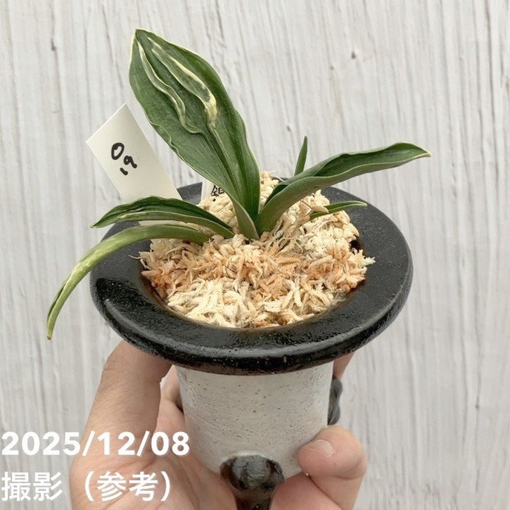 現品お届け】豊明園 万年青 オモト 黄金錦 陶器鉢（O19）｜観葉10-TU