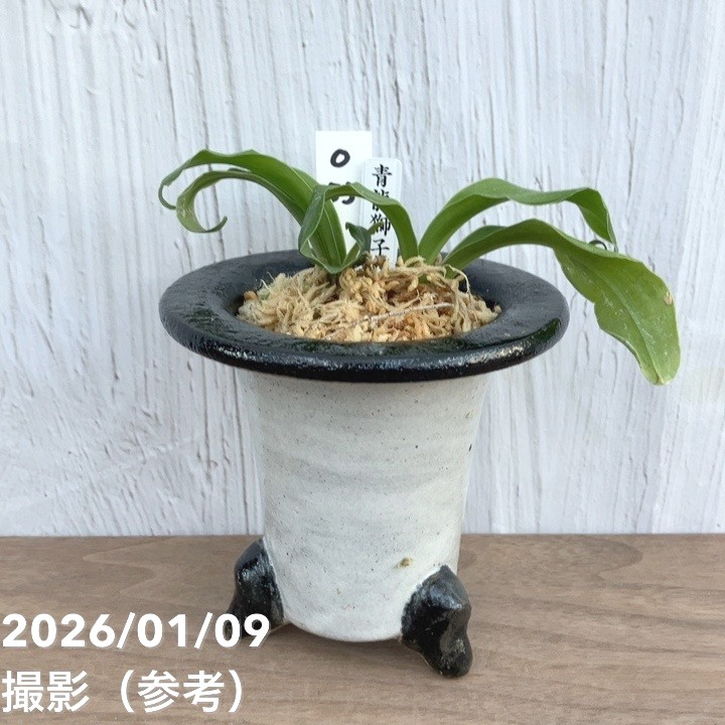 現品お届け】豊明園 万年青 オモト 青龍獅子 陶器鉢（O53）｜観葉10-TU