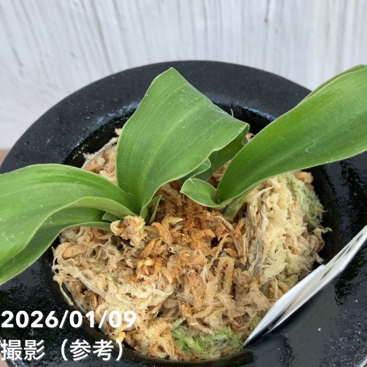 現品お届け】豊明園 万年青 オモト 青龍獅子 陶器鉢（O53）｜観葉10-TU