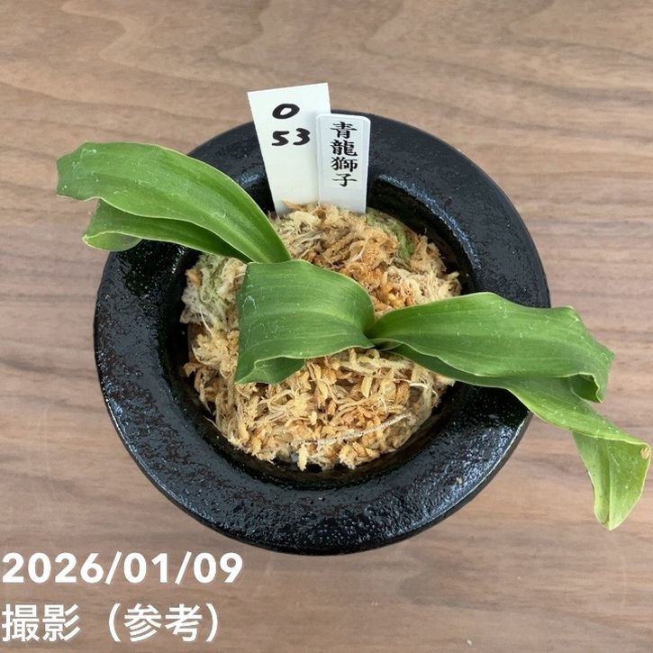 現品お届け】豊明園 万年青 オモト 青龍獅子 陶器鉢（O53）｜観葉10-TU