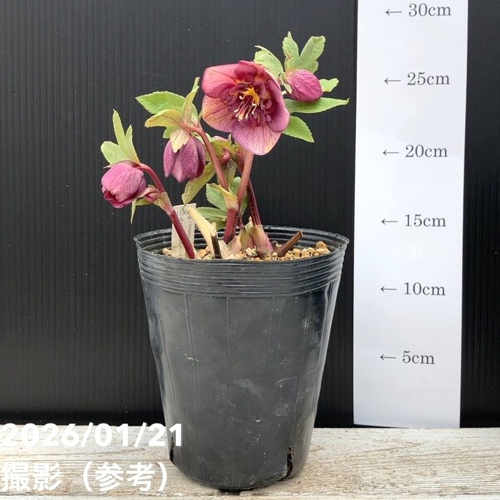 一点物】加藤農園 クリスマスローズ 4.5号（KT26）｜山野04-PA | 草花