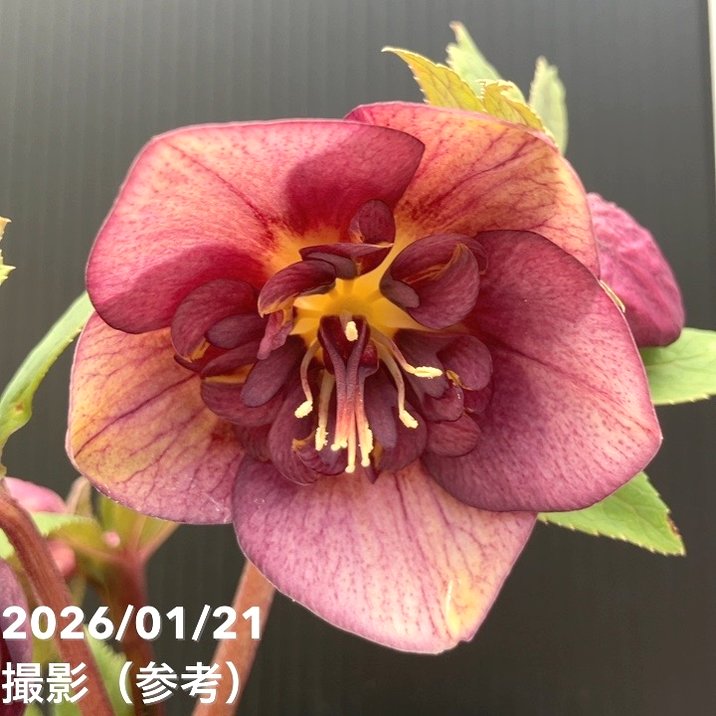 お買い得一点物咲き進み株】加藤農園 クリスマスローズ 4.5号（KT26