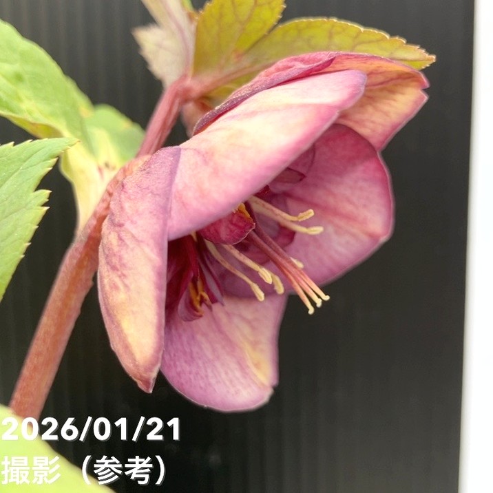 96猫様ご購入苗㉖-221㉖-230㉖-232クリスマスローズ 96猫様ご購入苗㉖-24㉖-25㉖-32クリスマスローズ