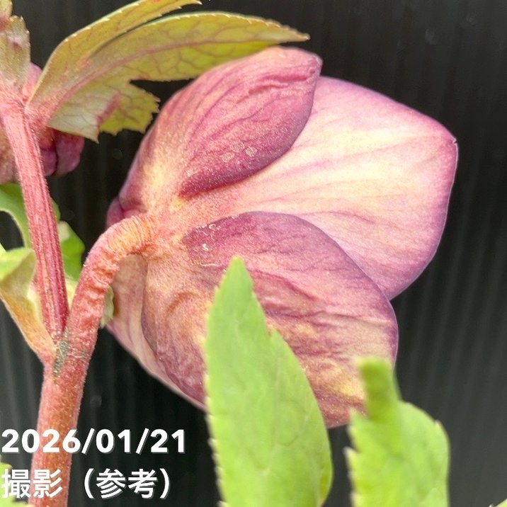 チャッピ様ご購入苗㉖-241㉖-242クリスマスローズ 園芸ネット本店