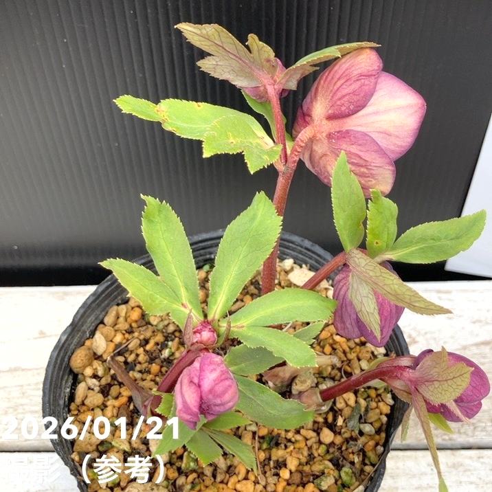 一点物】加藤農園 クリスマスローズ 4.5号（KT26）｜山野04-PA | 草花