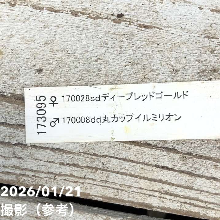 かおりさま確認用 システム手帳用リフィル バイブルサイズ ケイページ100枚入り(ホワイト