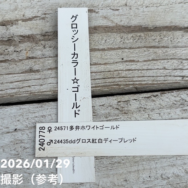 お買い得一点物咲き進み株】加藤農園 クリスマスローズ グロッシー