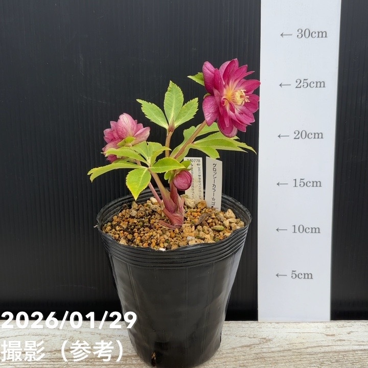 一点物】加藤農園 クリスマスローズ グロッシーカラーゴールド 4.5号