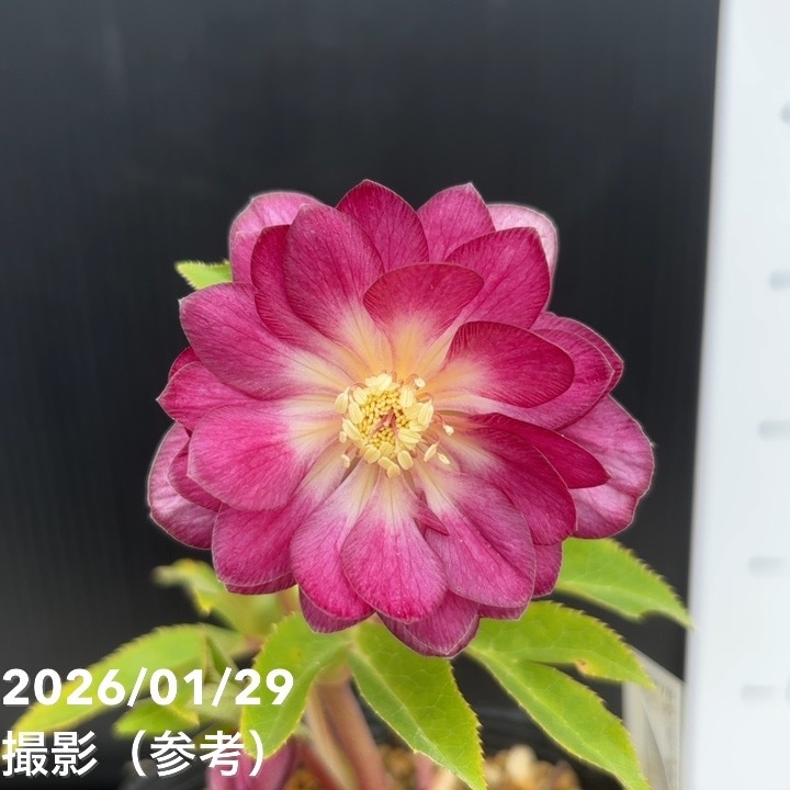 一点物】加藤農園 クリスマスローズ グロッシーカラーゴールド 4.5号