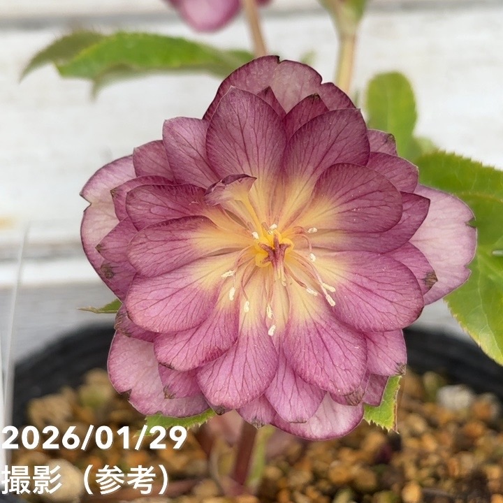 一点物】加藤農園 クリスマスローズ グロッシーカラーゴールド 4.5号