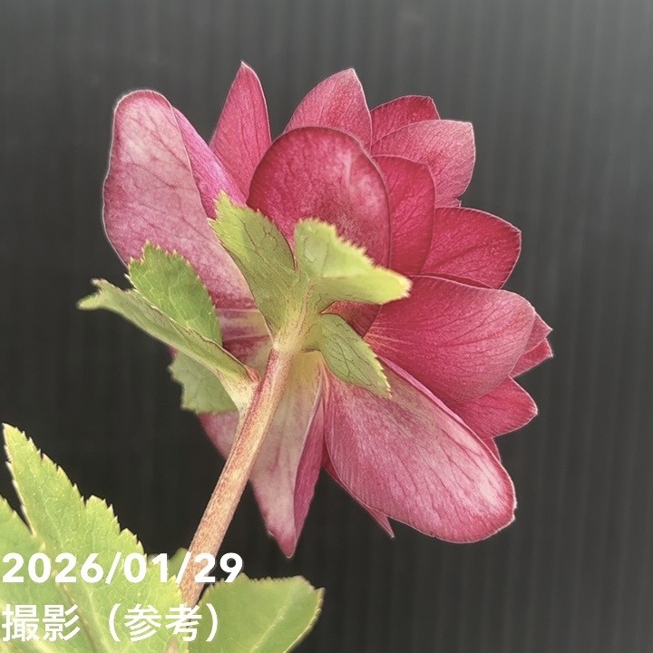 一点物】加藤農園 クリスマスローズ グロッシーカラーゴールド 4.5号