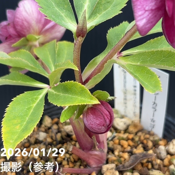 一点物】加藤農園 クリスマスローズ グロッシーカラーゴールド 4.5号