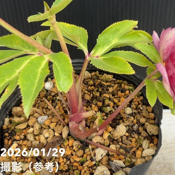 一点物】加藤農園 クリスマスローズ グロッシーカラーゴールド 4.5号