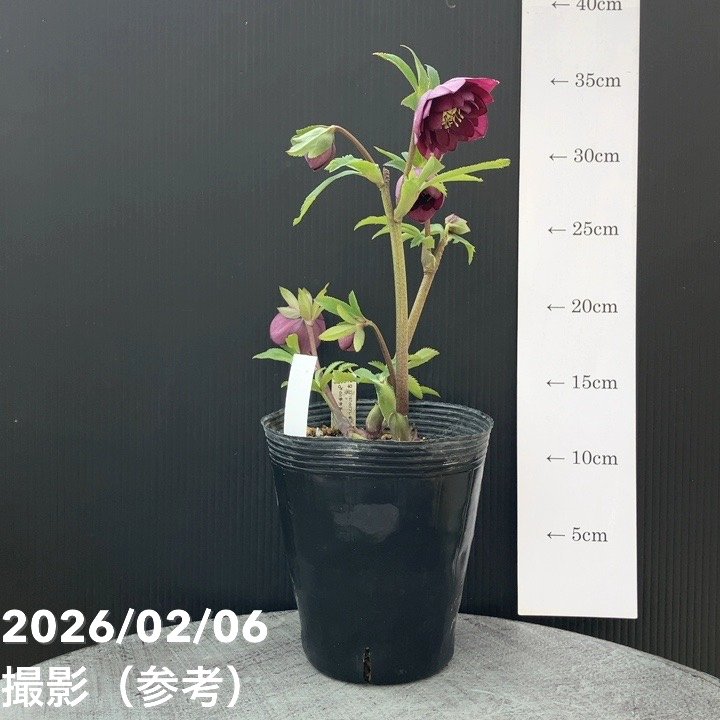 お買い得一点物咲き進み株】加藤農園 クリスマスローズ グロッシー