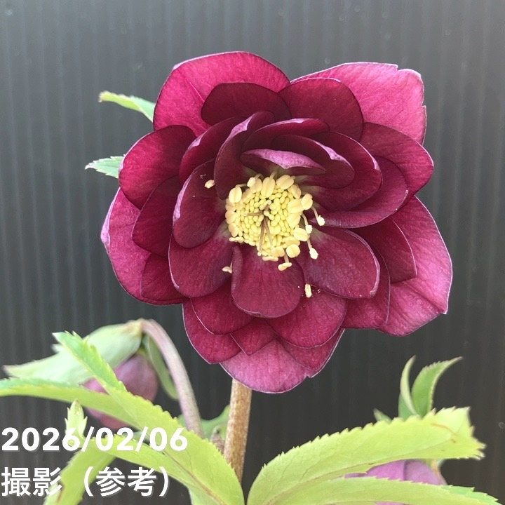 お買い得一点物咲き進み株】加藤農園 クリスマスローズ グロッシー