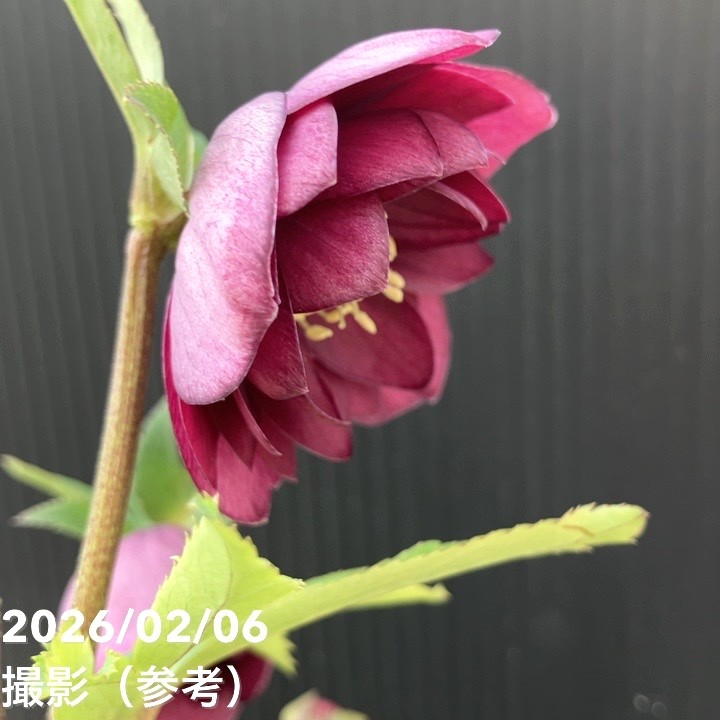 お買い得一点物咲き進み株】加藤農園 クリスマスローズ グロッシー