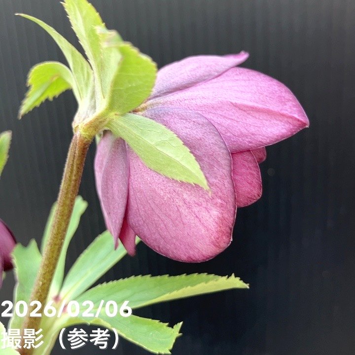 お買い得一点物咲き進み株】加藤農園 クリスマスローズ グロッシー