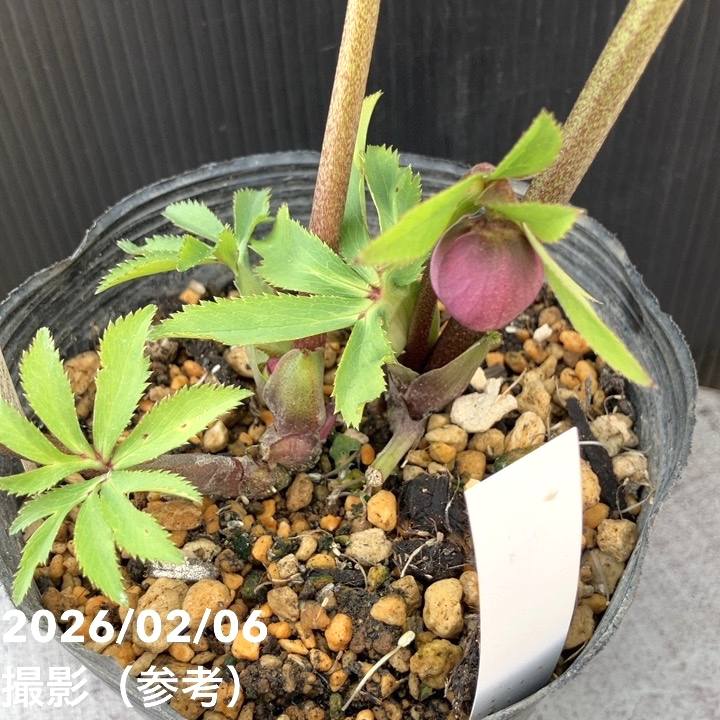 お買い得一点物咲き進み株】加藤農園 クリスマスローズ グロッシー