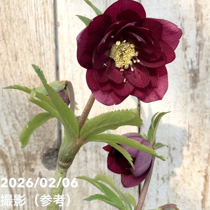 お買い得一点物咲き進み株】加藤農園 クリスマスローズ グロッシー