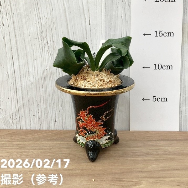 現品お届け】豊明園 万年青 オモト 青獅子（あおじし）錦鉢 龍（O64