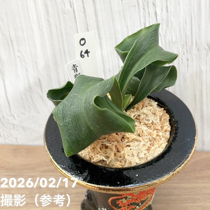 現品お届け】豊明園 万年青 オモト 青獅子（あおじし）錦鉢 龍（O64