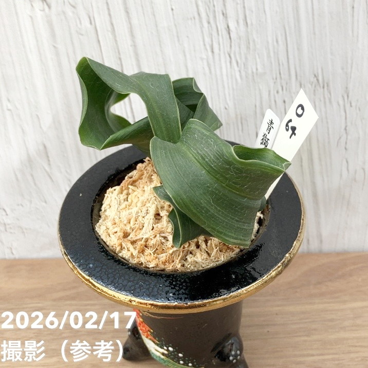 現品お届け】豊明園 万年青 オモト 青獅子（あおじし）錦鉢 龍（O64