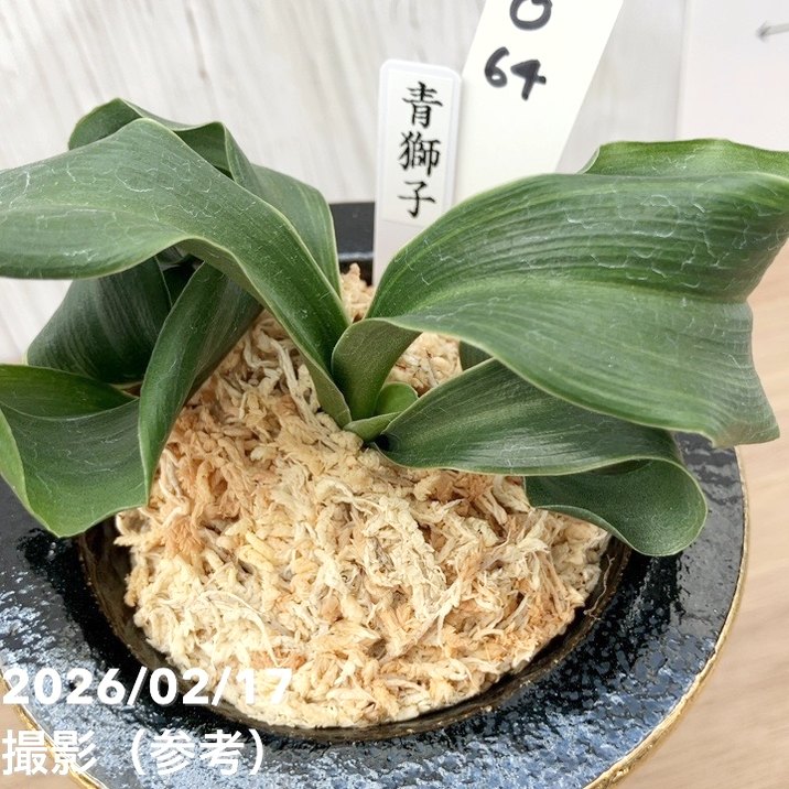 現品お届け】豊明園 万年青 オモト 青獅子（あおじし）錦鉢 龍（O64