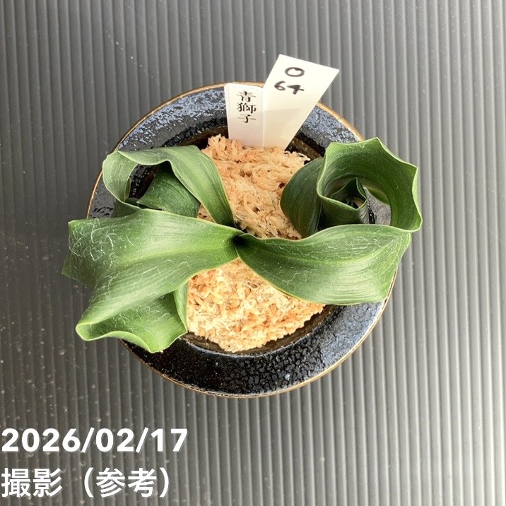 現品お届け】豊明園 万年青 オモト 青獅子（あおじし）錦鉢 龍（O64