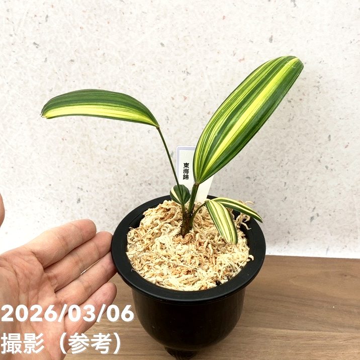 火鉢 LEGO Japanese Red Maple Bonsai Tree 10348 set review - showing the bea