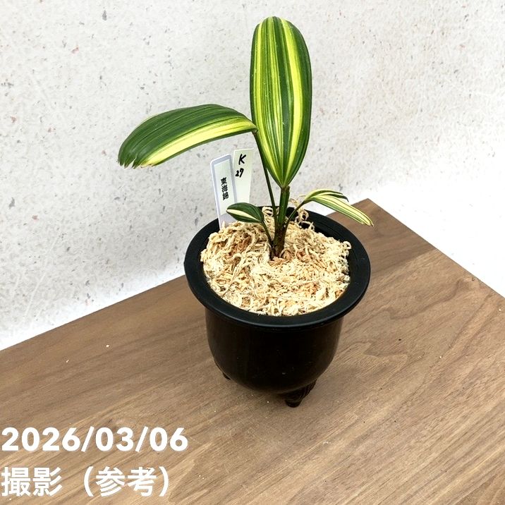 現品お届け】観音竹 カンノンチク 東海錦 とうかいにしき プラ鉢（K27