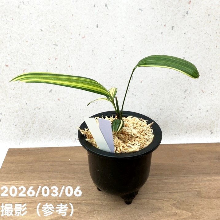 現品お届け】観音竹 カンノンチク 東海錦 とうかいにしき プラ鉢（K27