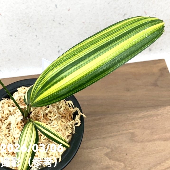お話し中　鉢植え みらい鉢(4号サイズ)｜ホワイト | みどりのグリーンSHOP