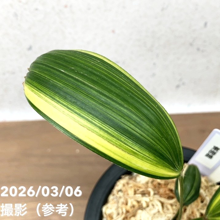 現品お届け】観音竹 カンノンチク 東海錦 とうかいにしき プラ鉢（K27