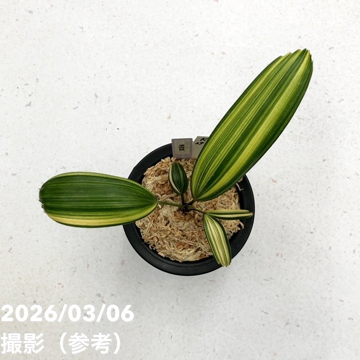 お話し中　鉢植え みらい鉢(4号サイズ)｜ホワイト | みどりのグリーンSHOP