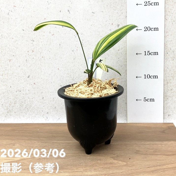 火鉢 特大サイズ‼ 菊や小鳥の蒔絵で時代感漂う桐火鉢 DC7598 – 古福庵