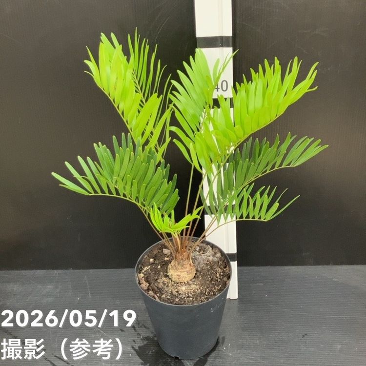 希少！多頭 ザミア プミラ 【現品】メキシコソテツ モダン６号 観葉植物 メキシコ ソテツ ザミア フルフラケア 現品 6号 黒陶器鉢