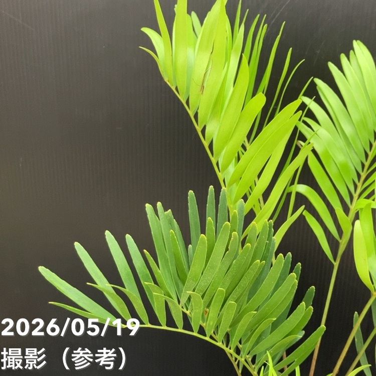 ザミア フロリダーナ（メキシコソテツ）6号 ｜観葉10-TU | 観葉・多肉