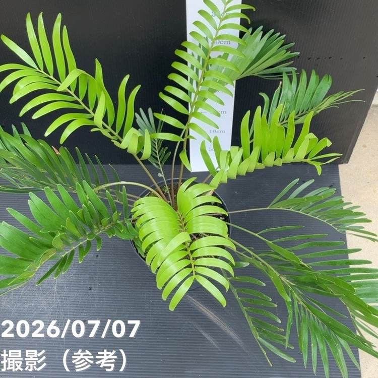 決算P5倍！8/2まで】【お買い得！】ザミア フロリダーナ（メキシコ