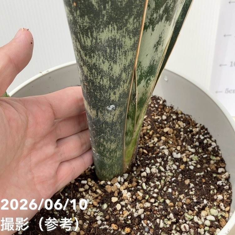 サンスベリア 7号 アブリティアナ 白プラ鉢仕様｜観葉02-D2 | 観葉