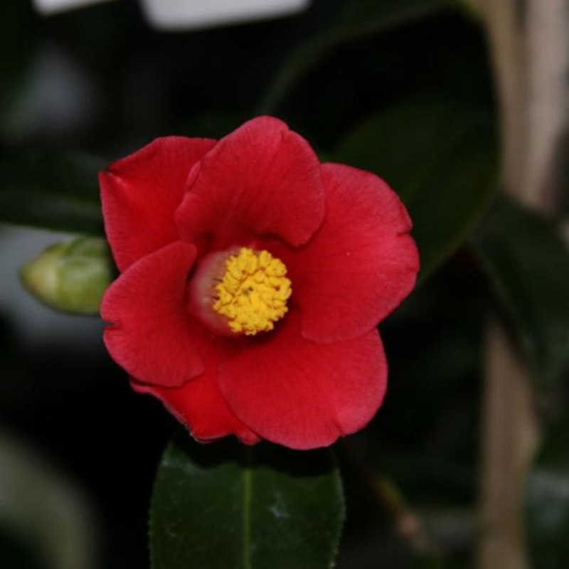 椿 ツバキ 4号 福島百合［こだわりの前田ナーセリー苗］｜花木04-PA