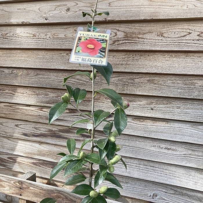 椿 ツバキ 4号 福島百合［こだわりの前田ナーセリー苗］｜花木04-PA