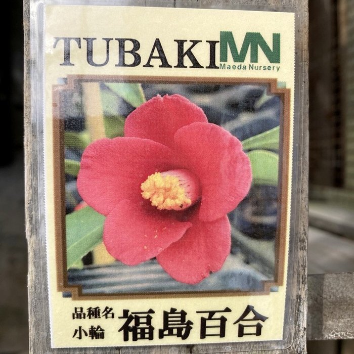 椿 ツバキ 4号 福島百合［こだわりの前田ナーセリー苗］｜花木04-PA