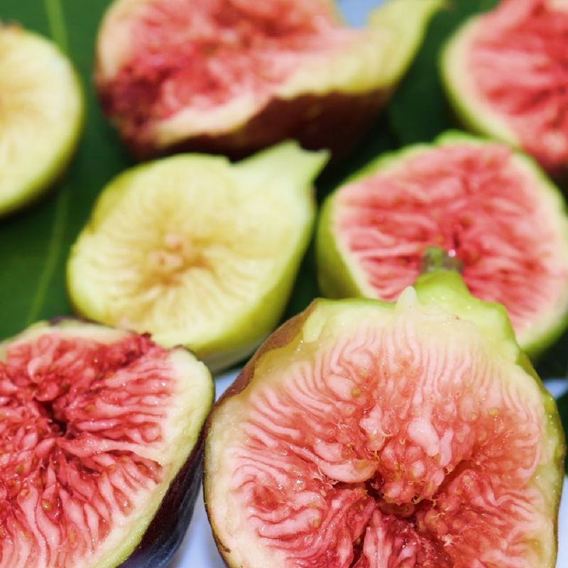 実付き＞イチジク アーチペル 6号｜果樹10-TU | 果樹,イチジク | 赤塚