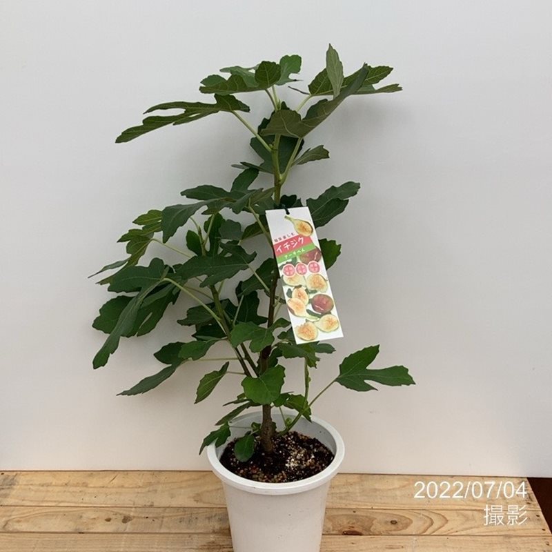 実付き＞イチジク アーチペル 6号｜果樹10-TU | 果樹,イチジク | 赤塚