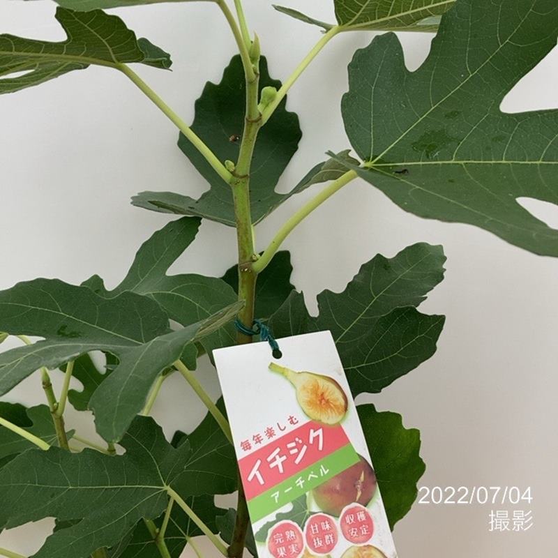 実付き＞イチジク アーチペル 6号｜果樹10-TU | 果樹,イチジク | 赤塚