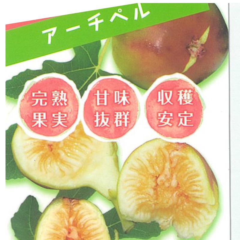 実付き＞イチジク アーチペル 6号｜果樹10-TU | 果樹,イチジク | 赤塚