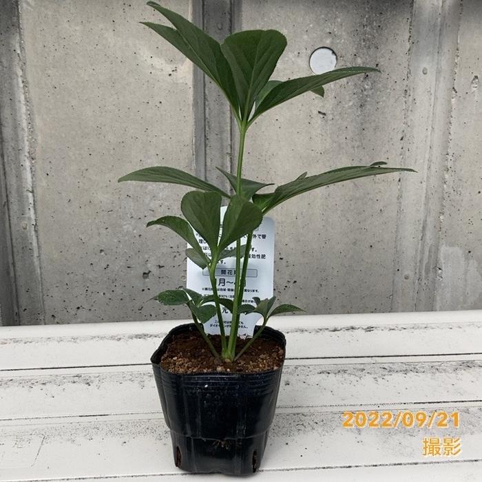 クリスマスローズ ダブル・ブラック 3号 杉山交配｜山野04-PA | 草花