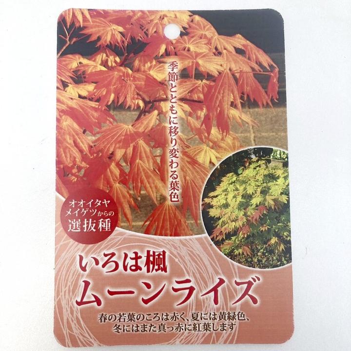 いろは楓 ムーンライズ 4.5号｜花木04-PA | □キーワードから探す,紅葉